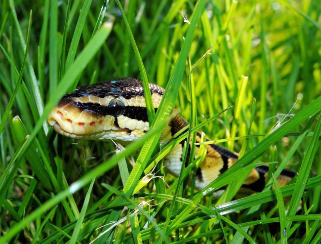 photo of snake in grass